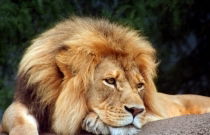 Владимир Константинов