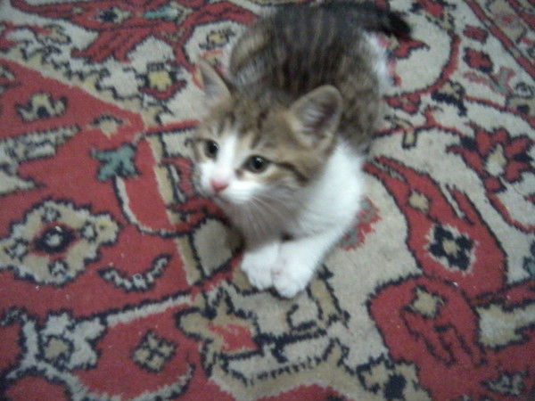 Эдик Иванюк