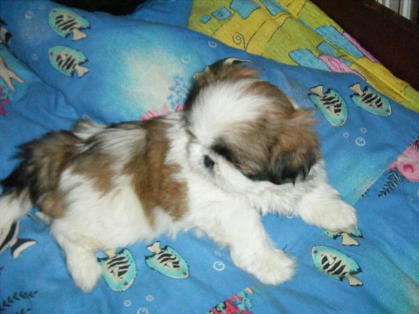 Любошенко Светлана