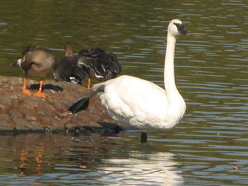 Вика Сумарга