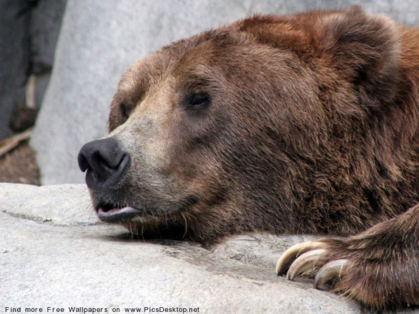 Рустам Гумеров