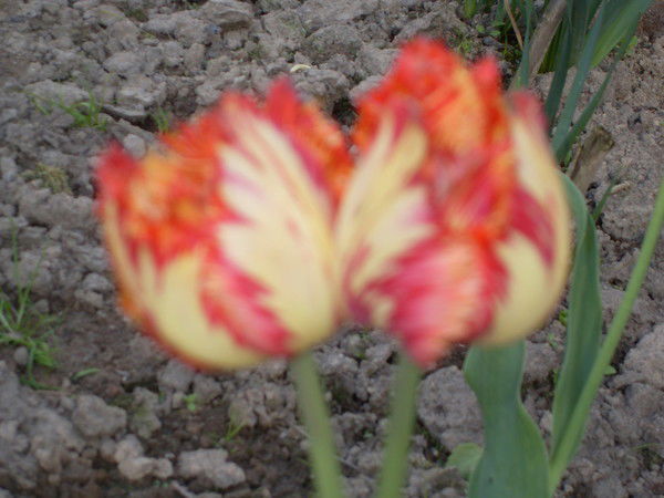 Саша Поляков