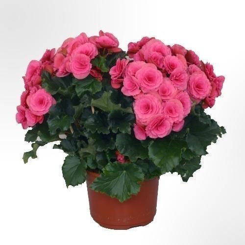 Рыскул Оналбек