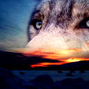 Одинокая Волчица