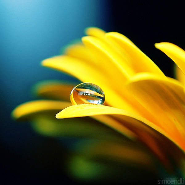 Алёна Дворецкая