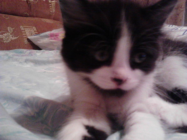 Ирина Пашутова