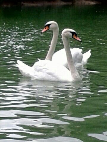 Гульнара Калдарбекова