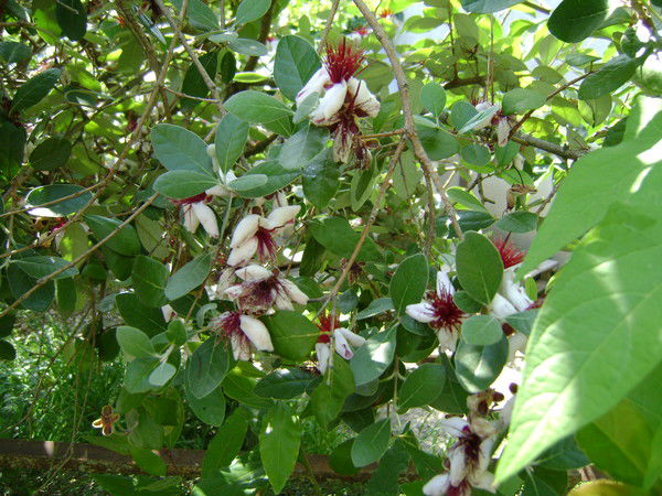 Лариса Маслова