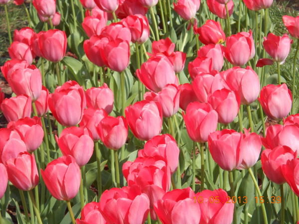 Татьяна Серебрякова