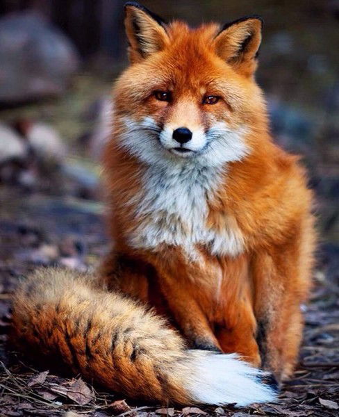 Ирина Лисова