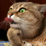 Максим Колесников