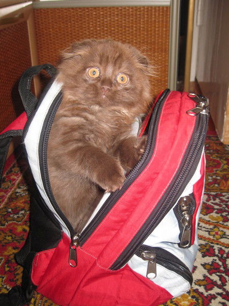 Альбина Минниева