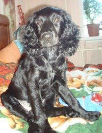 Виктор Киреев