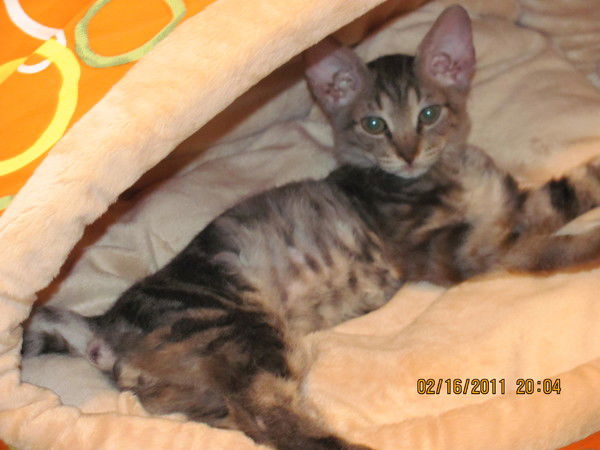 Лена Дерюгина