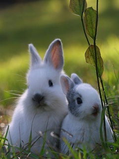 Дмитрий Веткин