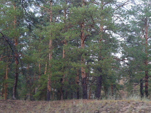 Анар Тлеукенова