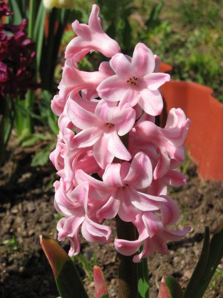 Ольга Борисовна