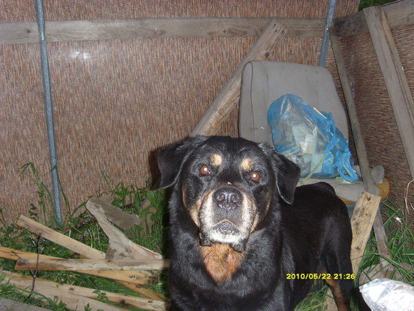 Шандер Гранд Йорк