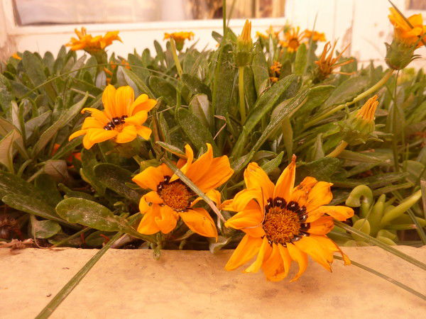 Вера Котина