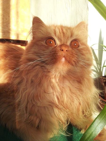 Кристина Домская