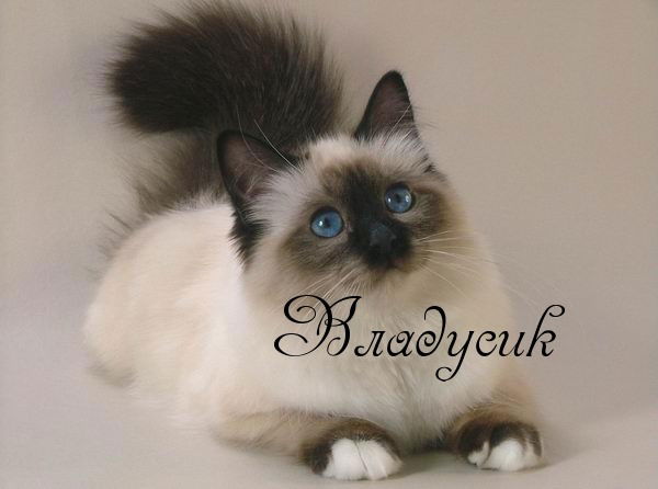 Головаха Влада