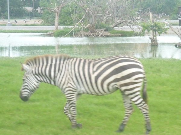 Катя Смолякова