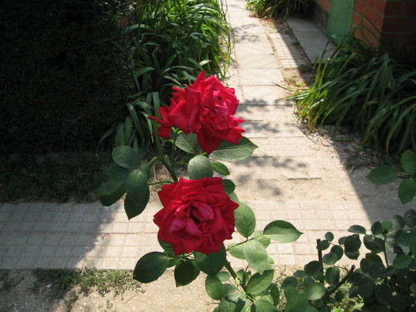 Анна Соломатова