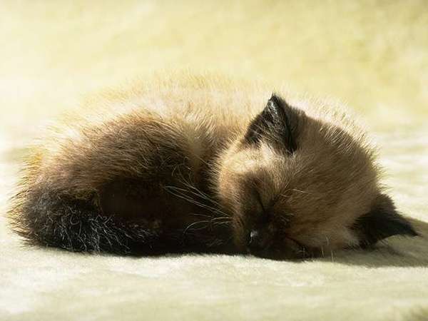 Марина Соболева