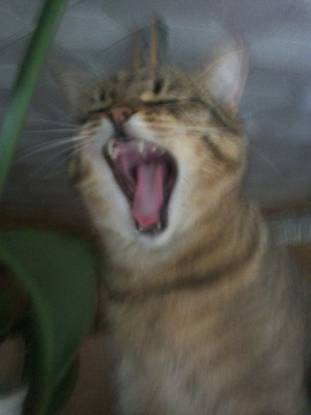 Виктория Хлевнюк