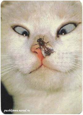 Ирина Пахомова