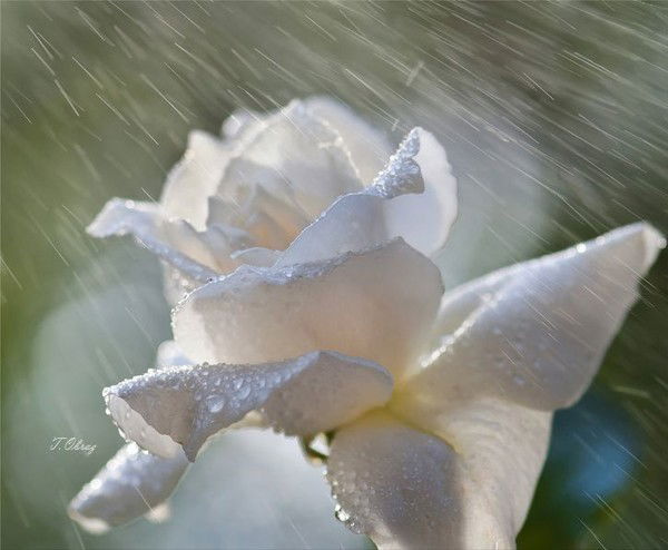 Таня Толкачева