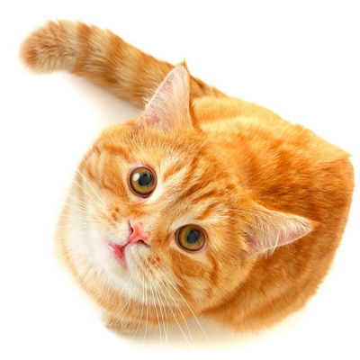 Евгения Петрова