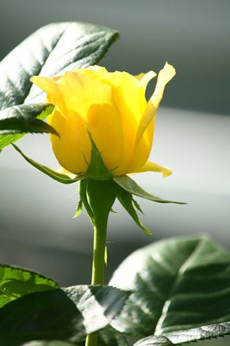 Ирина Серкина