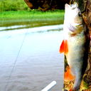 Надточей Александр