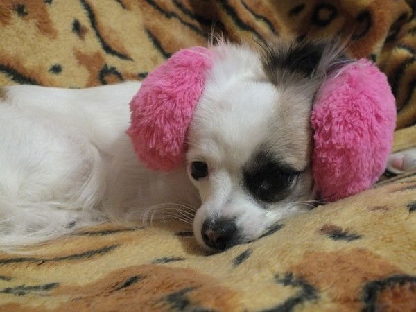 Елена Елена