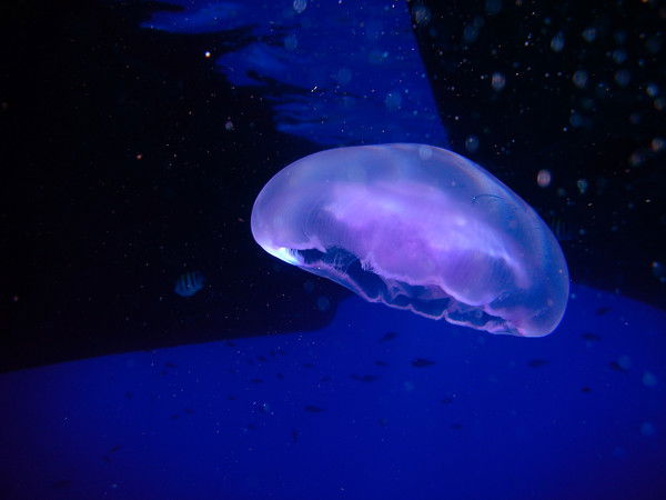 Шкурат Ольга