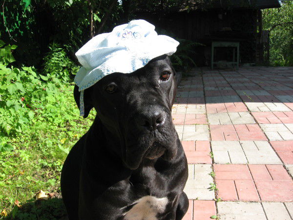 Наталья Волкова