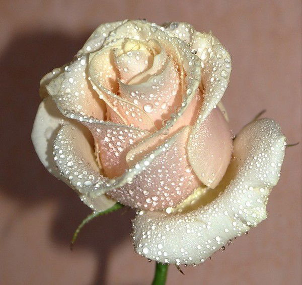 Валерия Кожевникова