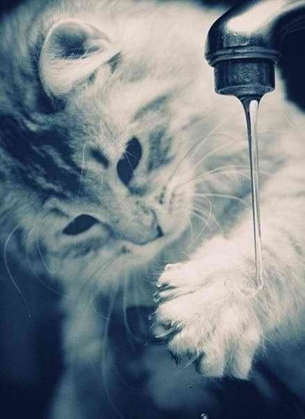 Виктория Селезнёва