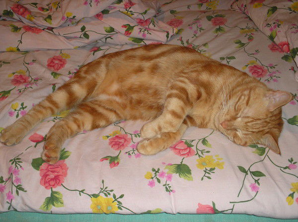 Виктория Галиуллина