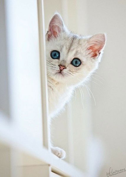 Светлана Юдина