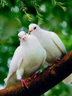 Улугбек Кельдиев