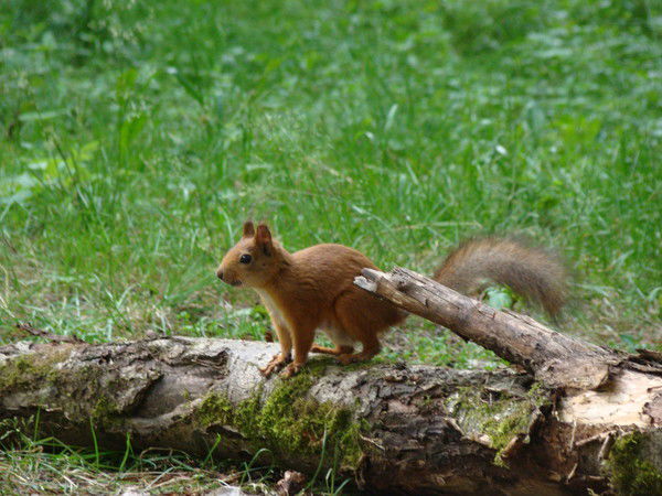 *бельчонок *