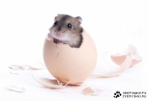 Даниил *******