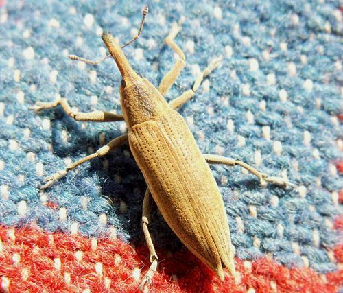 Александр Горячев