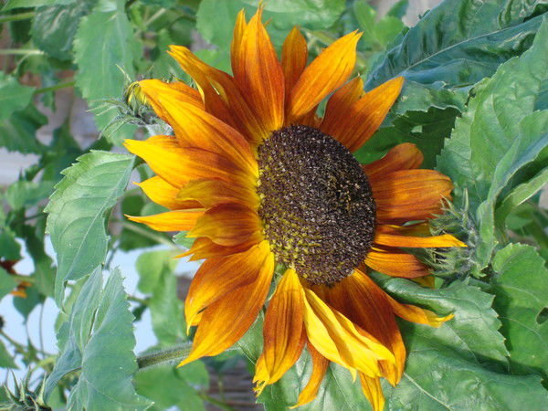 Любовь Локтионова