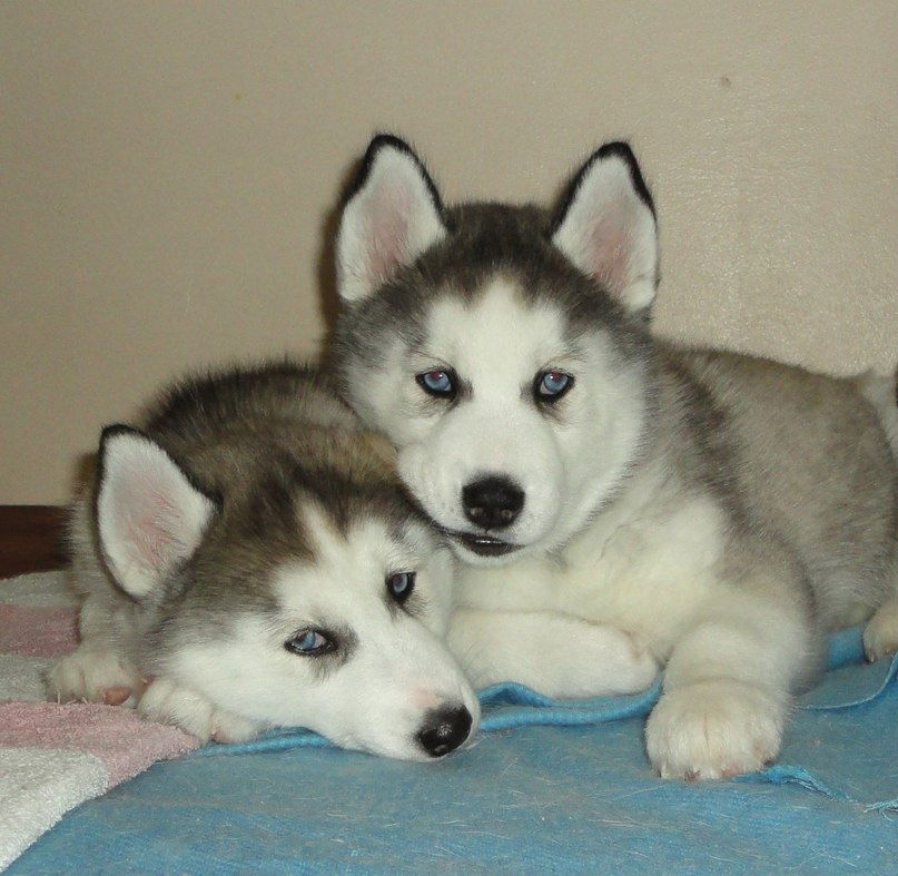 Юлия Павлова