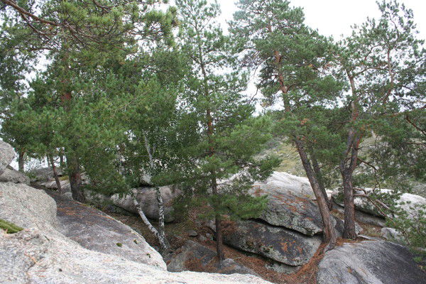 Айя Идрышева