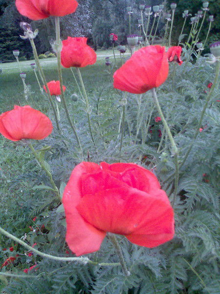 Весна Красна