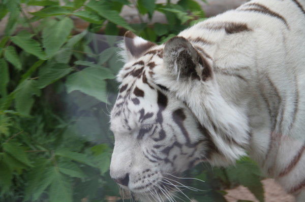 Алиев Абуталиб